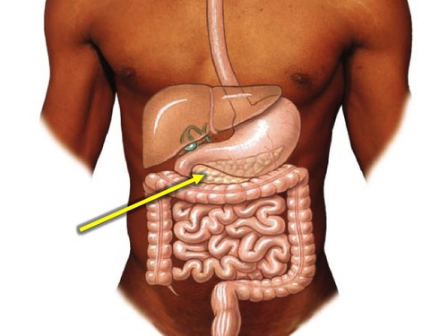 -An organ which has both digestive and endocrine functions
-A white granular organ between the stomach and the duodenum
-Is held in place by the mesentery membrane
-Empties through a duct into the small intestine
-Part of the Digestive System and Endocrine System