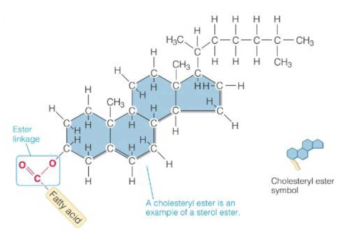 <p>Lipids w/multi-ring structure</p><p>Composed of 1 chloestrol + 1 FA bonded by ester linkage</p><p>Can be synthesized endogenously</p><p>Needed to synthesize bile acid &amp; steriod hormone(membrane fludiy)</p>