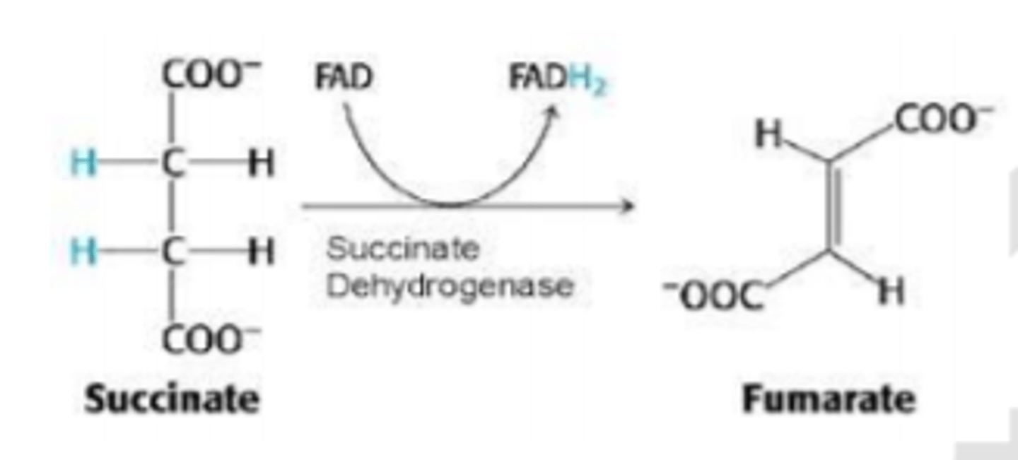 <p>- Daļa no FADH2 - reducējošā kofaktora, ko izmanto</p><p>dehidrogenāzes.</p><p>Enzīmu piemēri: sukcināta dehidrogenāze, mitohondrija</p><p>glicerīna fosfāta dehidrogenāze</p>