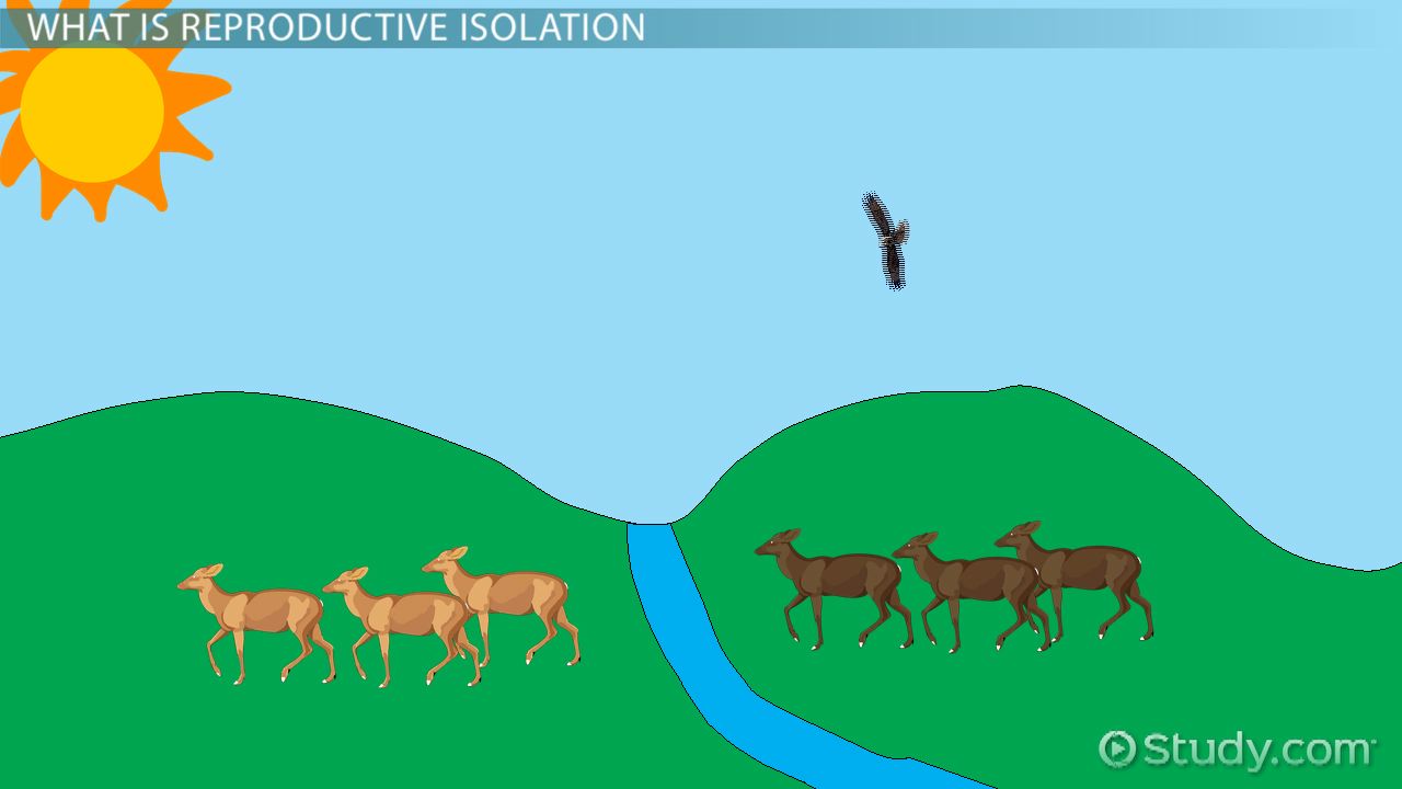 <p>Habitat (geographic) isolation</p>