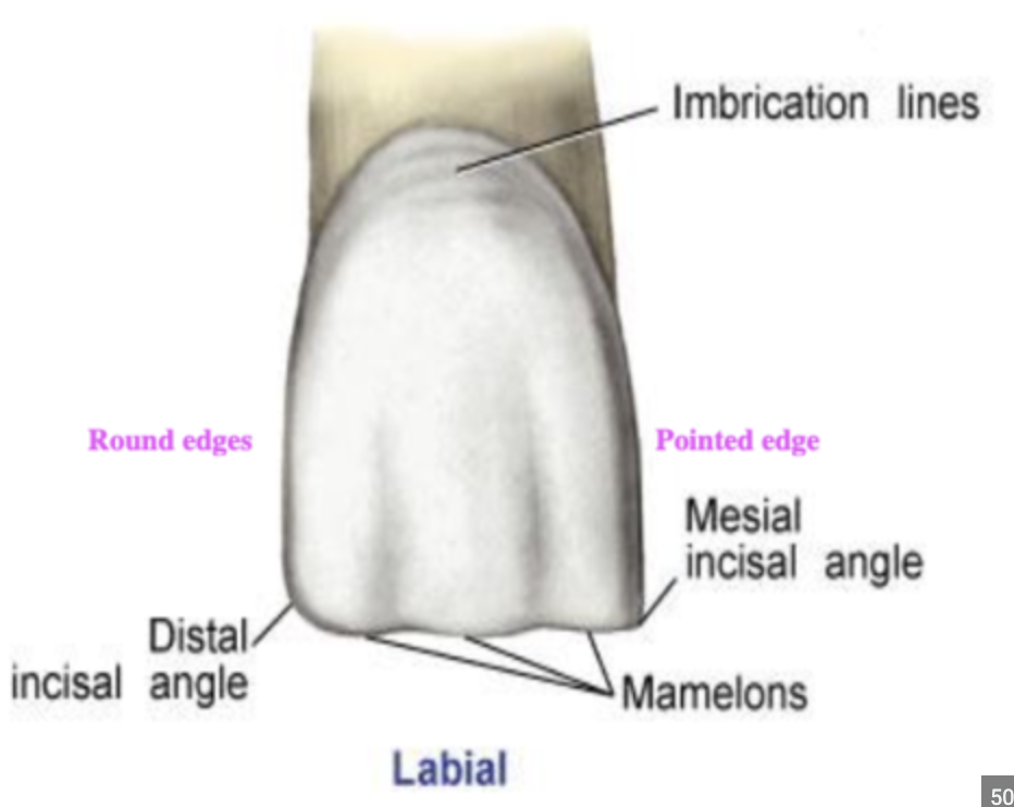 <p>faint curved lines, parallel to the CEJ (not always present)</p>