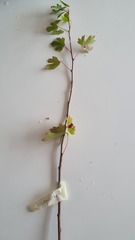 Ribes aureum