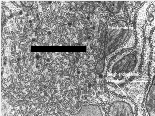 <p>Identify the specific structure</p>