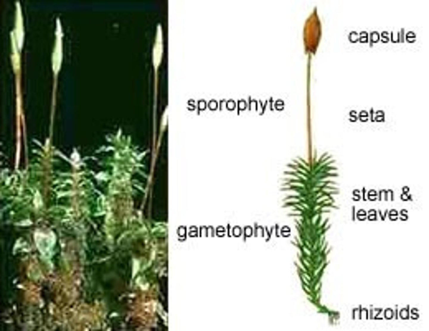 <p>Leafy green non vascular plant, Dominant phase of the life cycle is the haploid gametophyte. • Produces a nonphotosynthetic sporophyte, nutritionally dependent upon the gametophyte Sporophyte forms the sporangium • Specialized diploid organ where meiosis occurs, forming haploid spores</p>