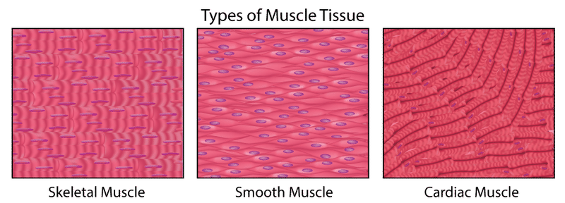 <ul><li><p><span style="background-color: transparent;">Non-striated </span></p></li><li><p><span style="background-color: transparent;">Found in walls of visceral organs and blood vessels&nbsp;</span></p></li><li><p><span style="background-color: transparent;">Not subject to voluntary control&nbsp;</span></p></li></ul><p></p>