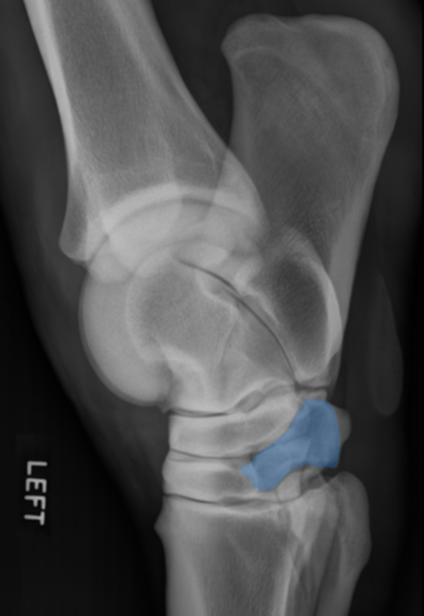 <p>What two bones are highlighted?</p>