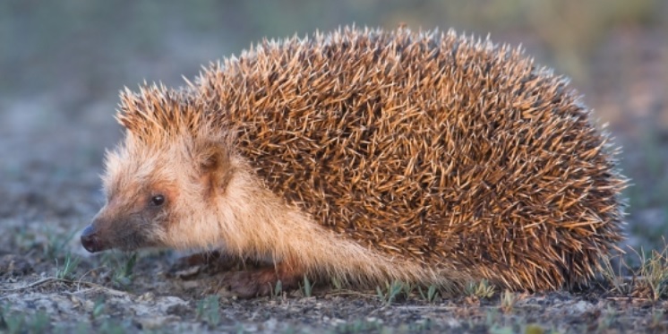 <p>zařaď živočicha do systému</p><p>Třída - řád - čeleď - druh čeština (latina)</p>