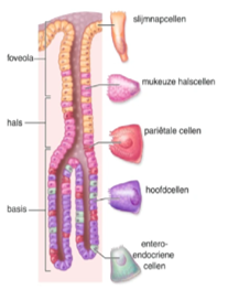 <p>Slijmnapcellen</p>