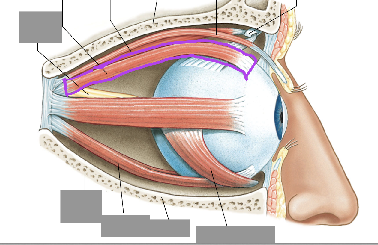 <p>Connects from the posterior orbit to the superior eye</p>