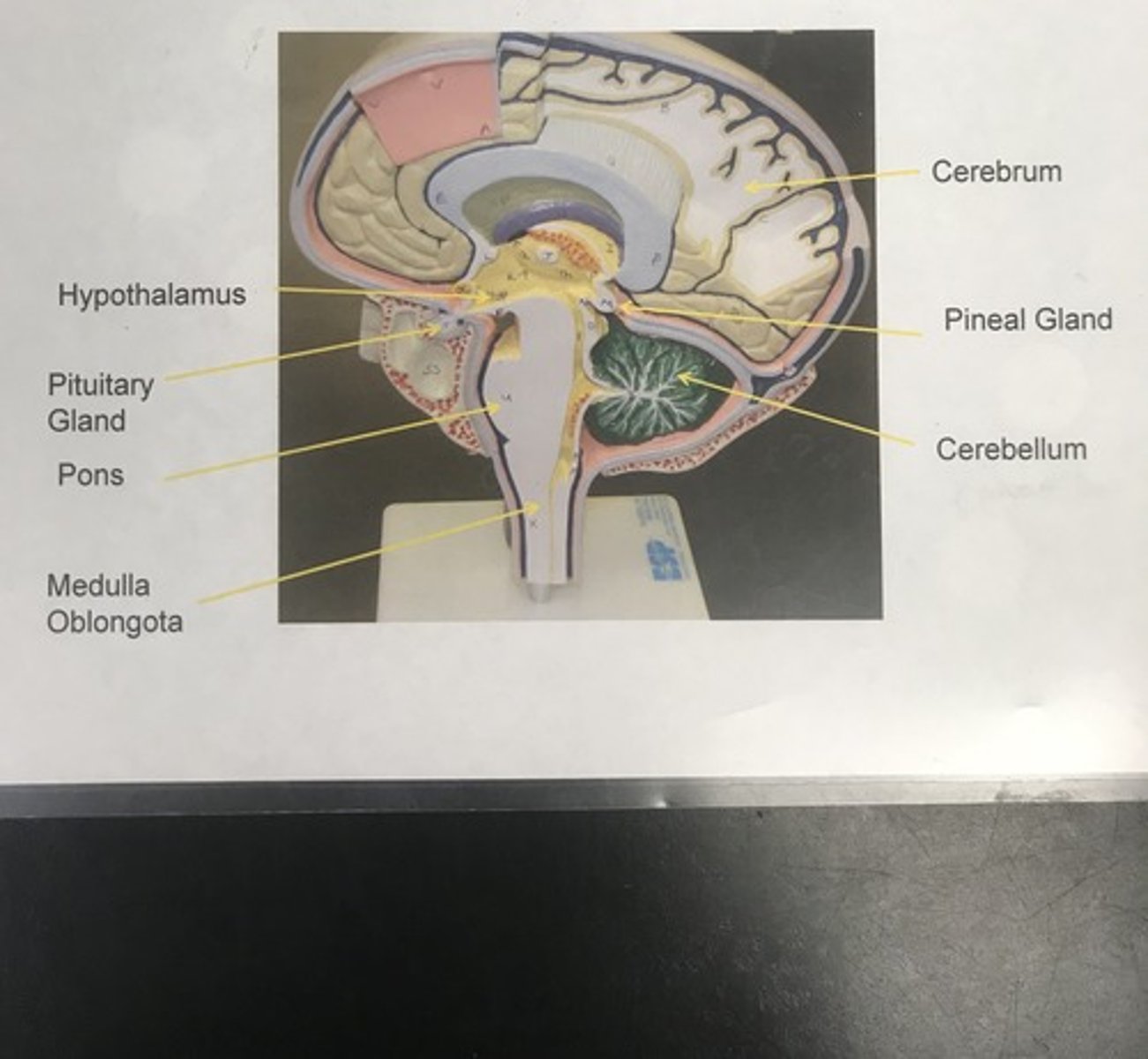 <p>Name the model</p>