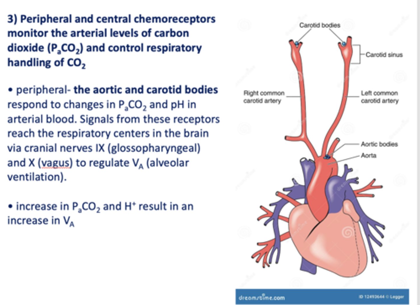 <p>Aortic and carotid bodies </p>