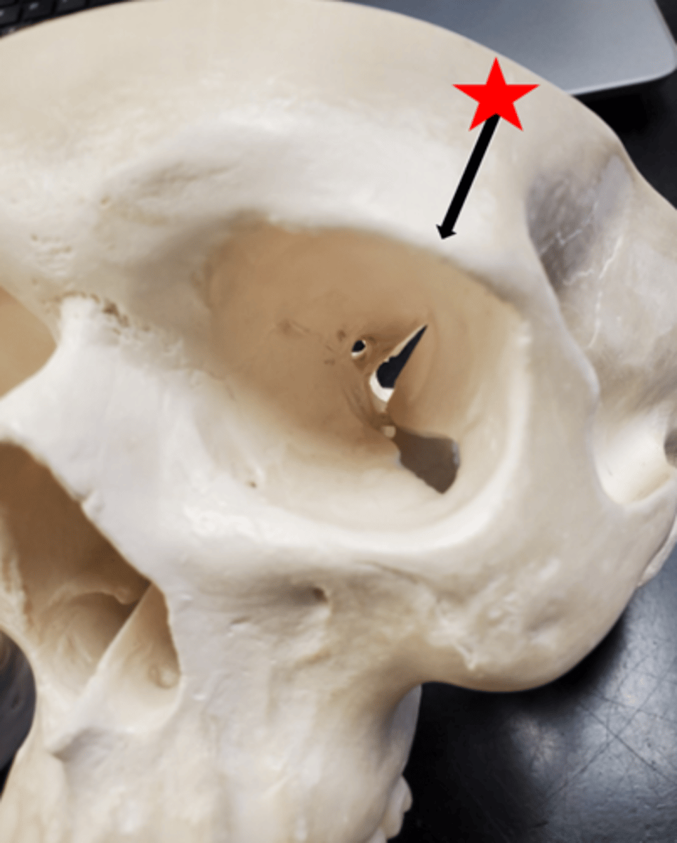 <p>Name the starred region in the image.</p>