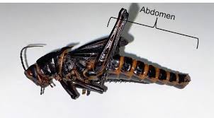 <p>bottom surface of insect abdomen</p>