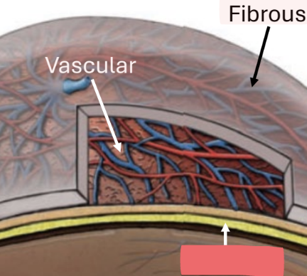 <ul><li><p>sensory and autonomics</p></li><li><p>retinal cells</p></li></ul><p></p>