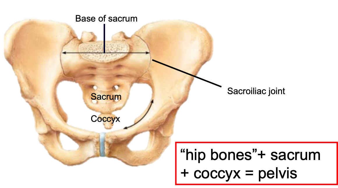1. Part of both the appendicular and axial skeleton 
2. Consists of 
- Hip bones
- Sacrum 
- Coccyx
3. Attaches the lower limbs to the trunk 
- Body weight passes through pelvis to the lower limbs
4. Supports viscera
5. Strong attachment to axial skeleton at the sacroiliac joint (very stable)
6. Less freedom of movement compared to pectoral girdle