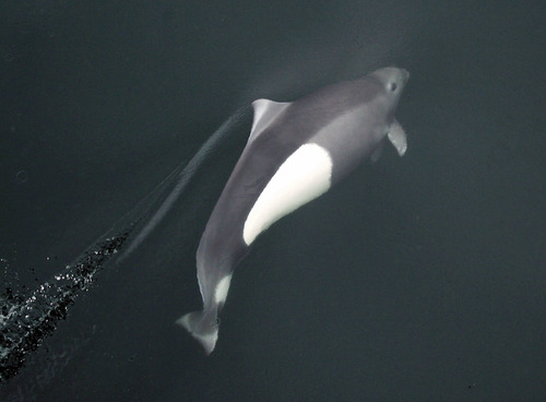 What’s the scientific name of the Dall’s porpoise?