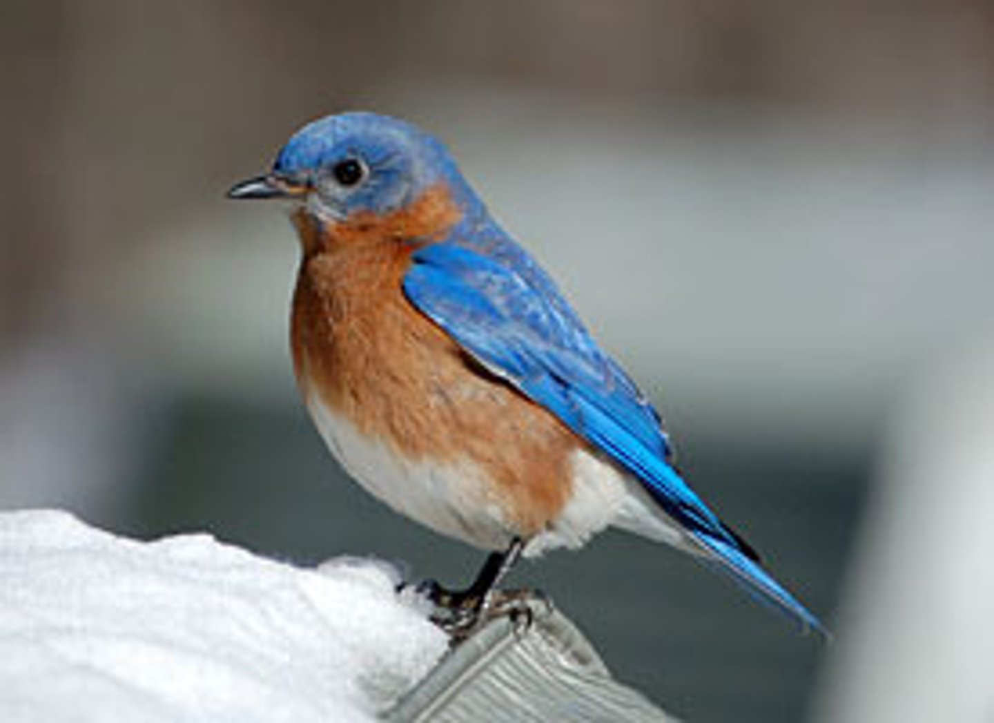 <p>Passeriformes</p><p>orange on sides of neck and breast, white belly</p>