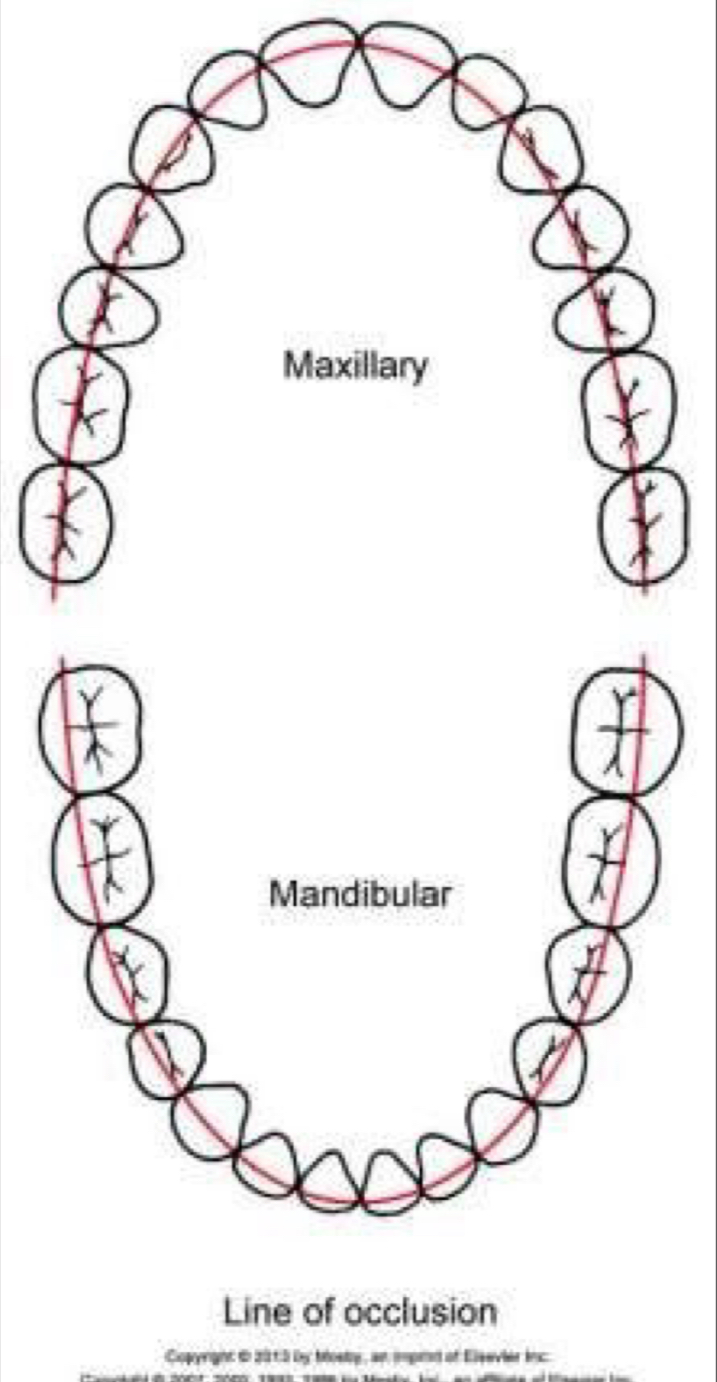 <p>Upper arch- smooth curve through central fossae of posterior and cingulums of anterior </p><p>Lower- through buccal cusps of posterior, incisal edges of anterior </p>