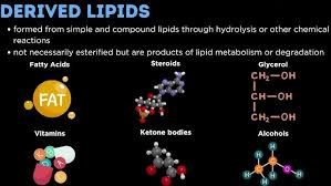 <p>Lipids formed from hydrolysis of simple or compound lipids.</p><ul><li><p>fatty acids</p></li><li><p>mono or di-glycerides</p></li><li><p>alcohol (e.g. glycerol)</p></li><li><p>cholesterol and steroids</p></li></ul><p></p>