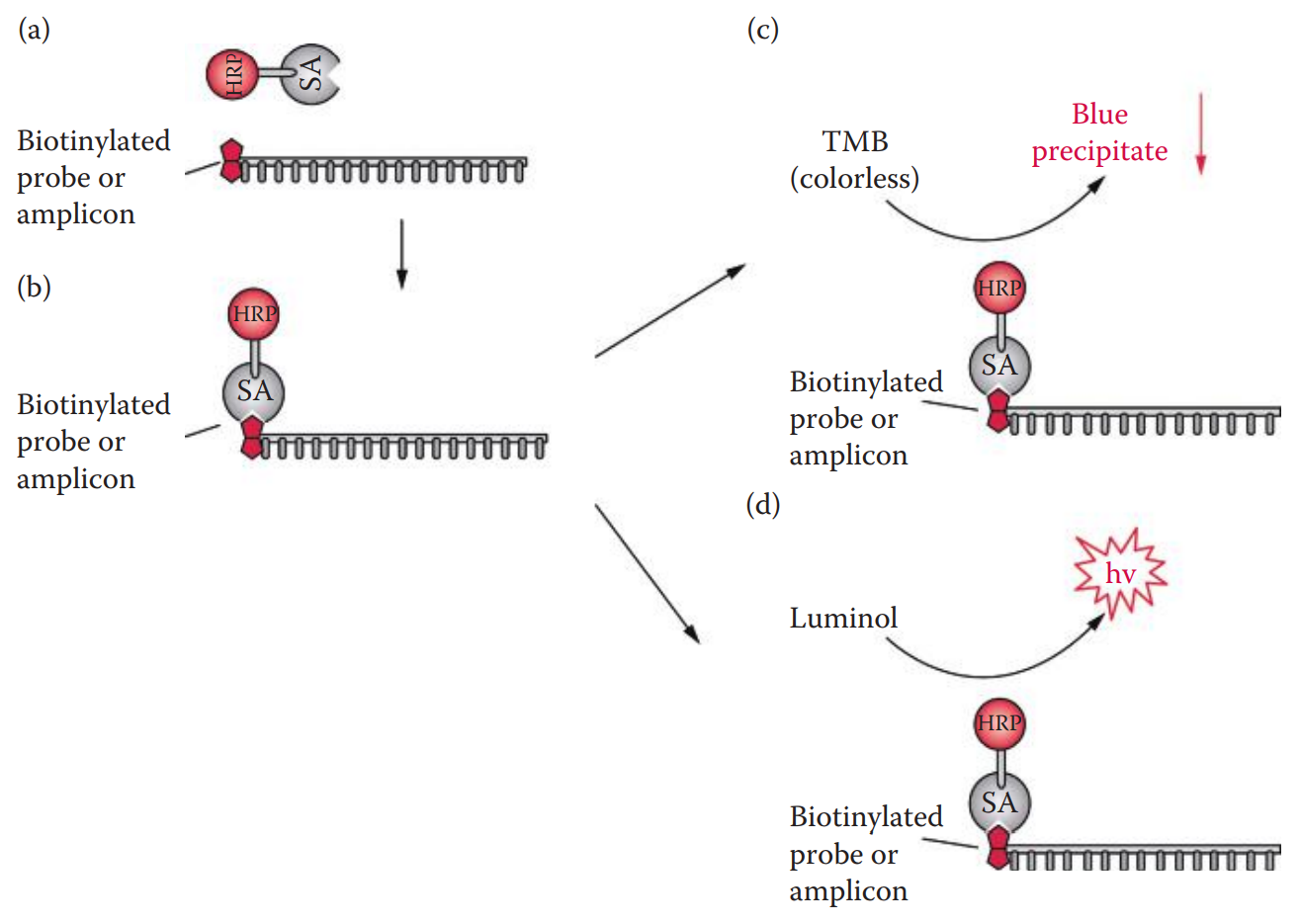 Detection system using biotinylated DNA probes with colorimetric and chemiluminescent reactions. (a) Biotinylated probe is incubated with a streptavidin (SA) and horseradish peroxidase (HRP) conjugate complex. (b) Biotin is recognized by the complex. Reporter enzyme assays can be carried out using either a colorimetric reaction with a TMB substrate (c) or a chemiluminescent reaction using luminol analogs (d).