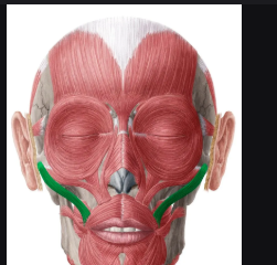 <p>Muscle that raises mouth corners; called the “smiling muscle.”</p>