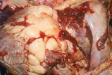 <p><span>Neoplasia of the Bovine Heart</span></p>