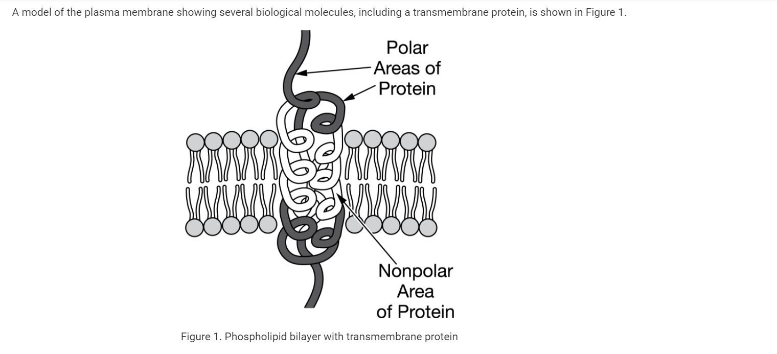 <p>Which statement best explains why correct protein folding is critical in the transmembrane protein shown above?</p>