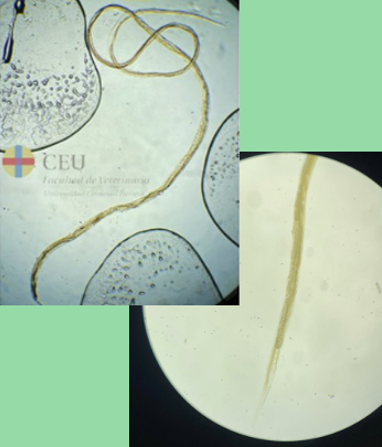 <p>Male or female</p>