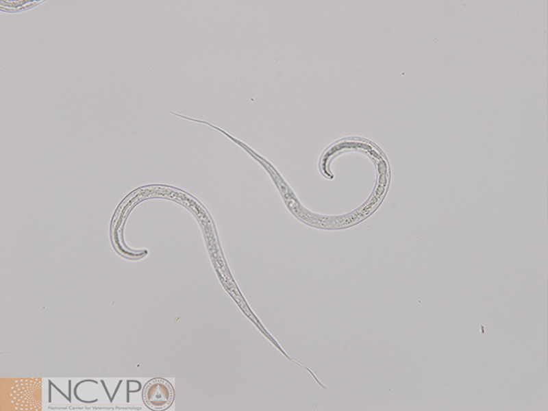 <ul><li><p>fishhook shape</p></li><li><p>sharp thin tapered tail</p></li><li><p>unsheathed</p></li><li><p>similar to filarids</p></li></ul><p></p>