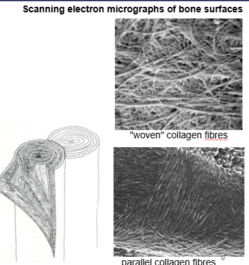 <ol><li><p>woven bone - haphazard collage, ‘quick and dirty’ formation. Young growing animal, fracture, repair. Mineralises quickly. Looks woven, not a lot of strength. </p></li><li><p>Lamellar bone - parallel fibre bone. Thin layers of osteoid within which collagen fibres are parallel. Structurally superior. Collagen fibres deposited in different organisational structures. </p></li></ol><p></p>