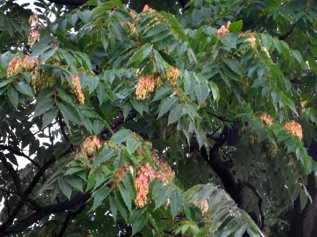 <p>Tree of heaven (Invasive)</p>