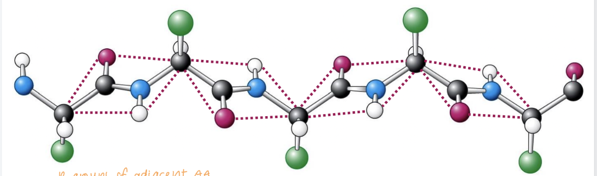 <p>accommodates rigid planar peptide bonds</p><p><span>"up-down" orientation of adjacent side chains minimizes steric clash of the R groups </span></p><p><span>Bulky and </span>β-<span>branched side chains are well accommodated and are favored</span></p><p><span>forms hydrogen bonds with other strands to gain stability, forming </span>β-sheets (often seen as barrels)</p><p>usually 4 residues required for a β-turn that reverses chain direction</p><p>parallel: <strong>ϕ = -139°</strong> and <strong>ψ =135°</strong></p><p>anti-parallel: <strong>ϕ = -119°</strong> and <strong>ψ =113°</strong></p>