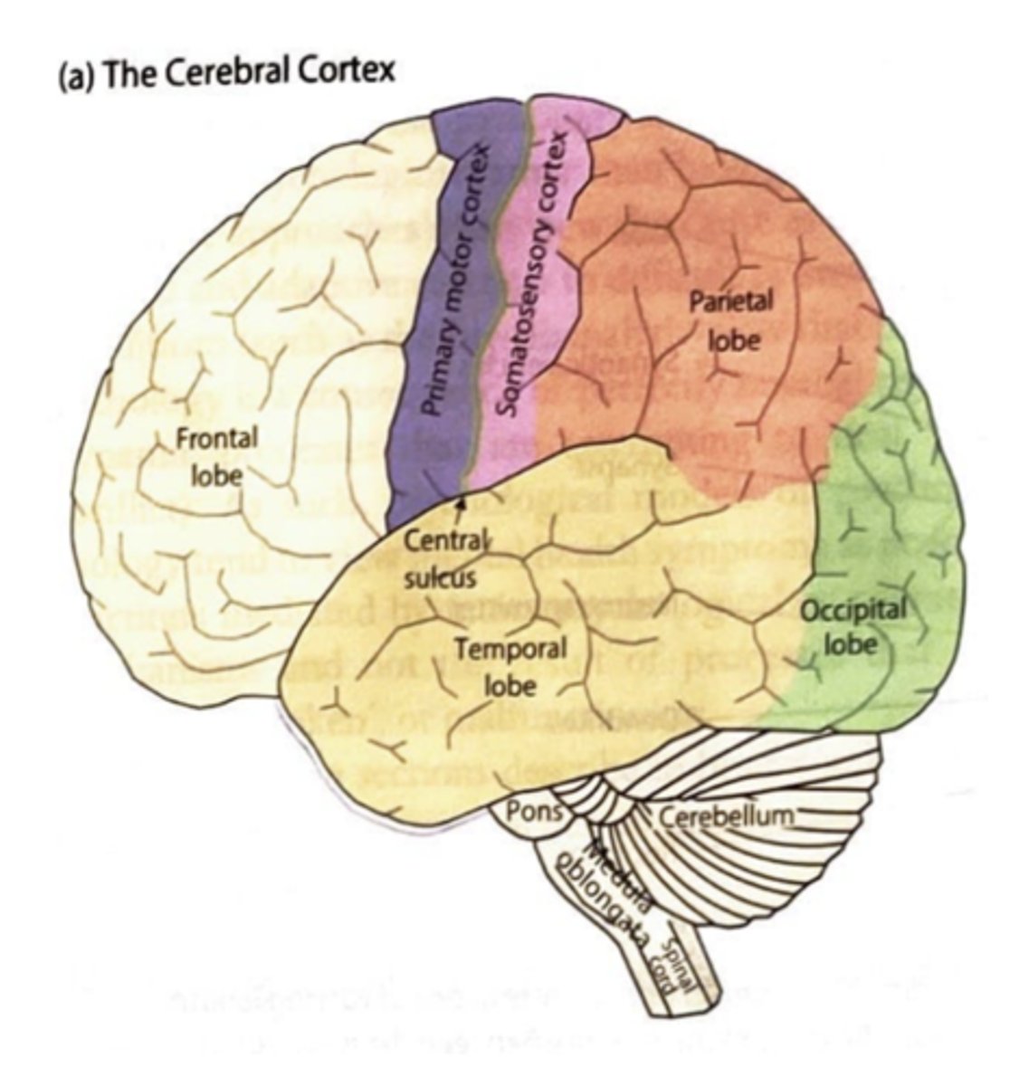 <p>- controls most of behaviour and thoughts<br><br>- two mirror-image hemispheres connected by corpus callosum<br><br>- cerebral cortex: outer, convoluted area</p>