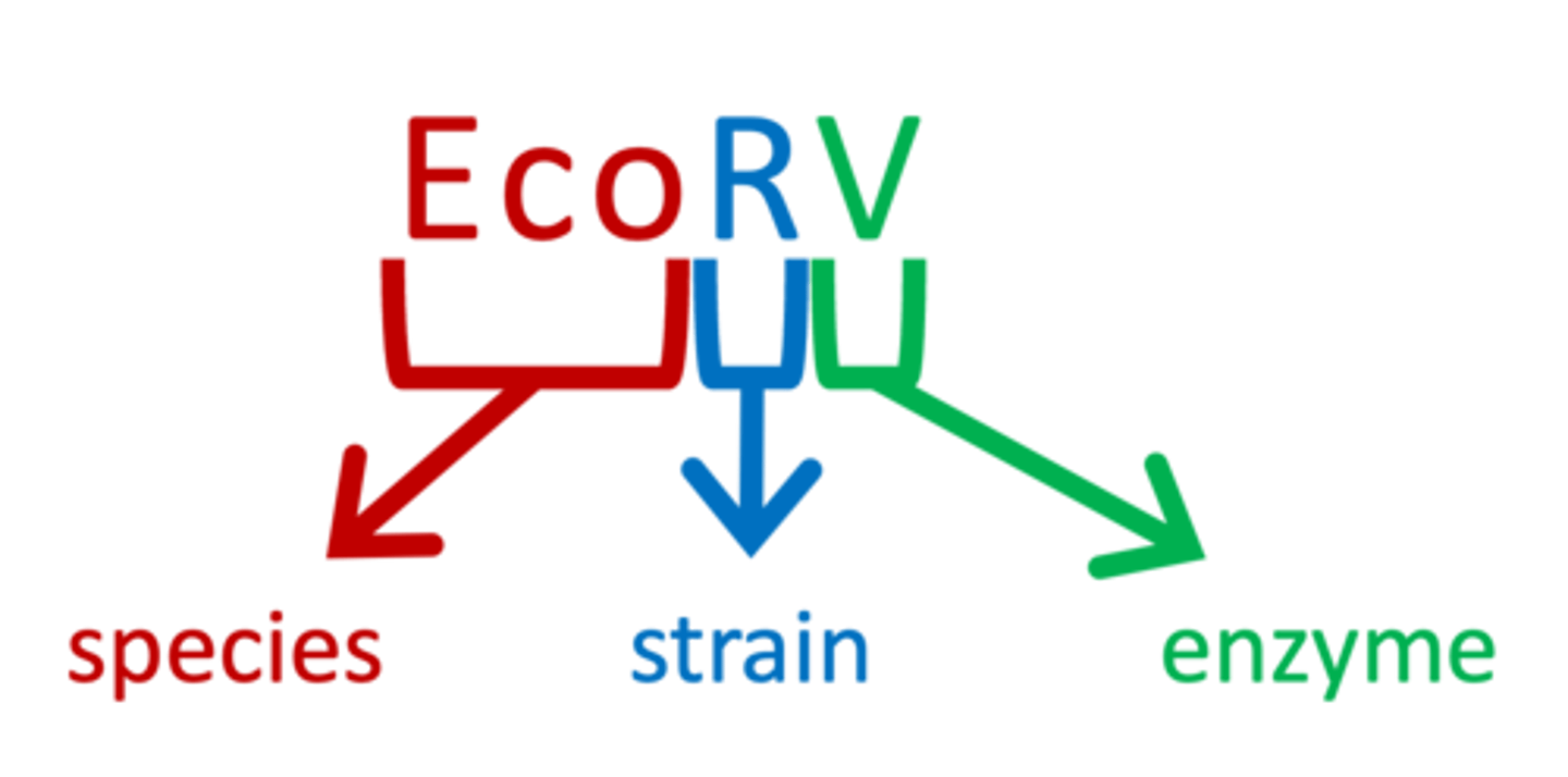 <p>- the first letter is from the genus of the bacterium, and the next 2 are from the name of the species</p><p>- an additional letter indicates the type or strain (as needed), and a Roman numeral indicates the order in which the enzyme was discovered in that organism</p>