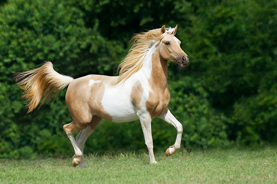 <p>What breed (pattern) is this horse?</p>