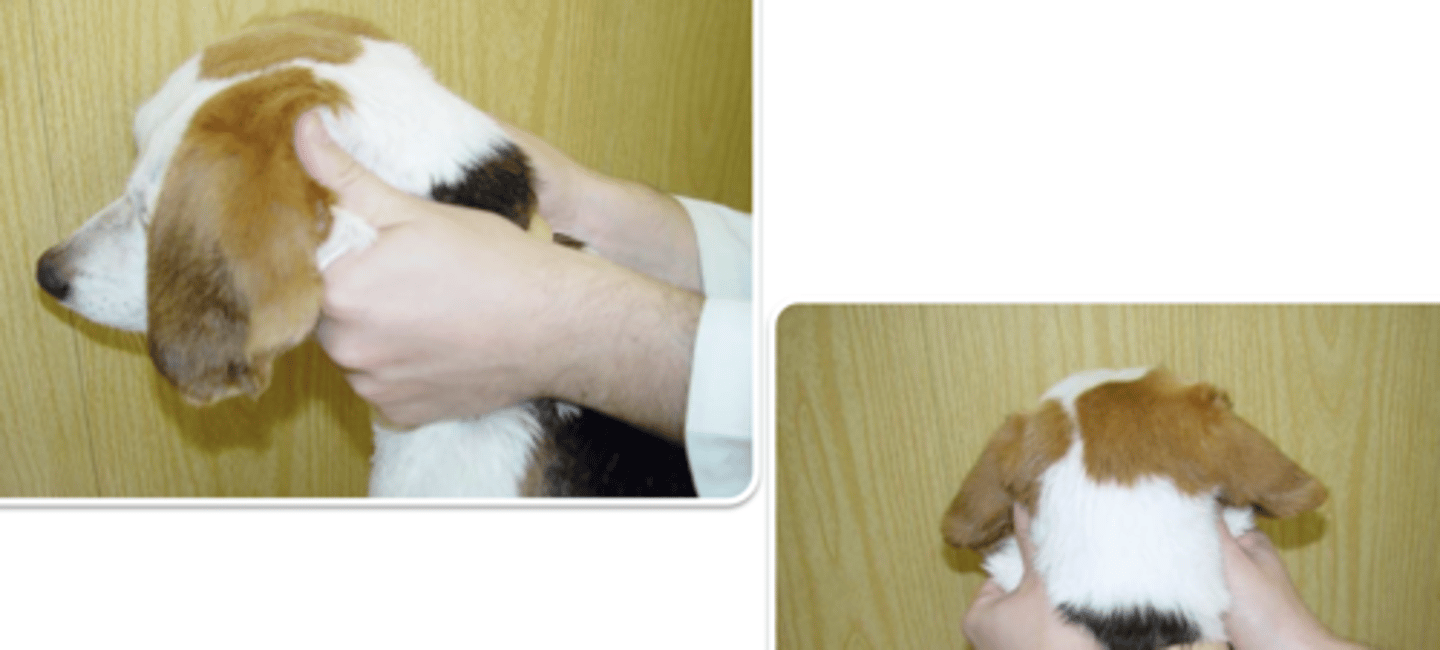 <p>what is the vet doing? why?</p>