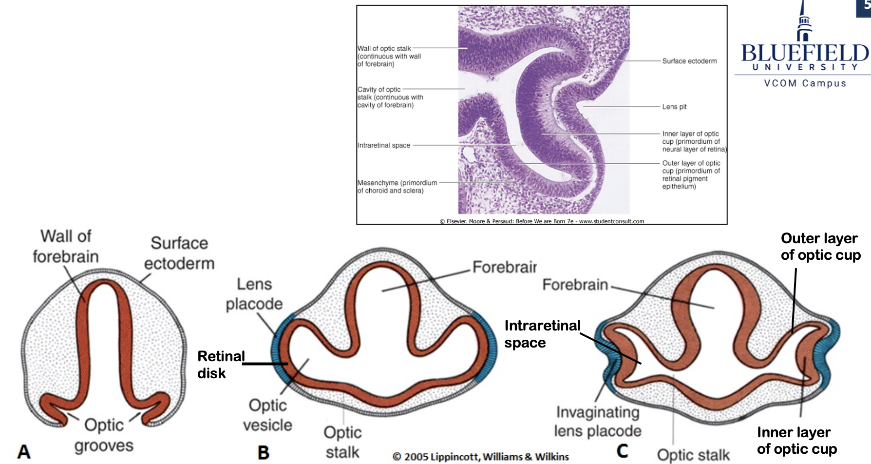 <p>The narrowed portion connecting the optic vesicle to the forebrain.</p>