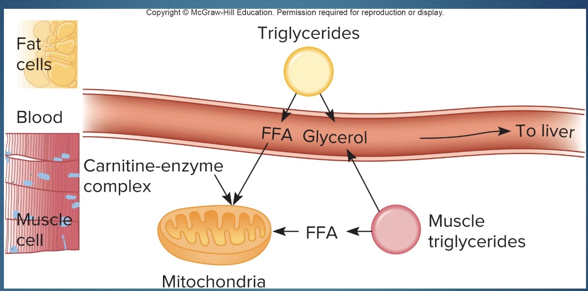 <p>-Triglycerides are hydrolyzed by <em>lipases</em> into free fatty acids and glycerol (a process called <strong>lipolysis</strong>) and <strong>mobilized</strong> throughout the body.</p><p>-<mark data-color="red" style="background-color: red; color: inherit;">This process is under the influence of hormones such as epinephrine, norepinephrine, and cortisol.</mark></p><p>-<strong>Glycerol</strong> can be converted by the liver into glucose via gluconeogenesis.</p>