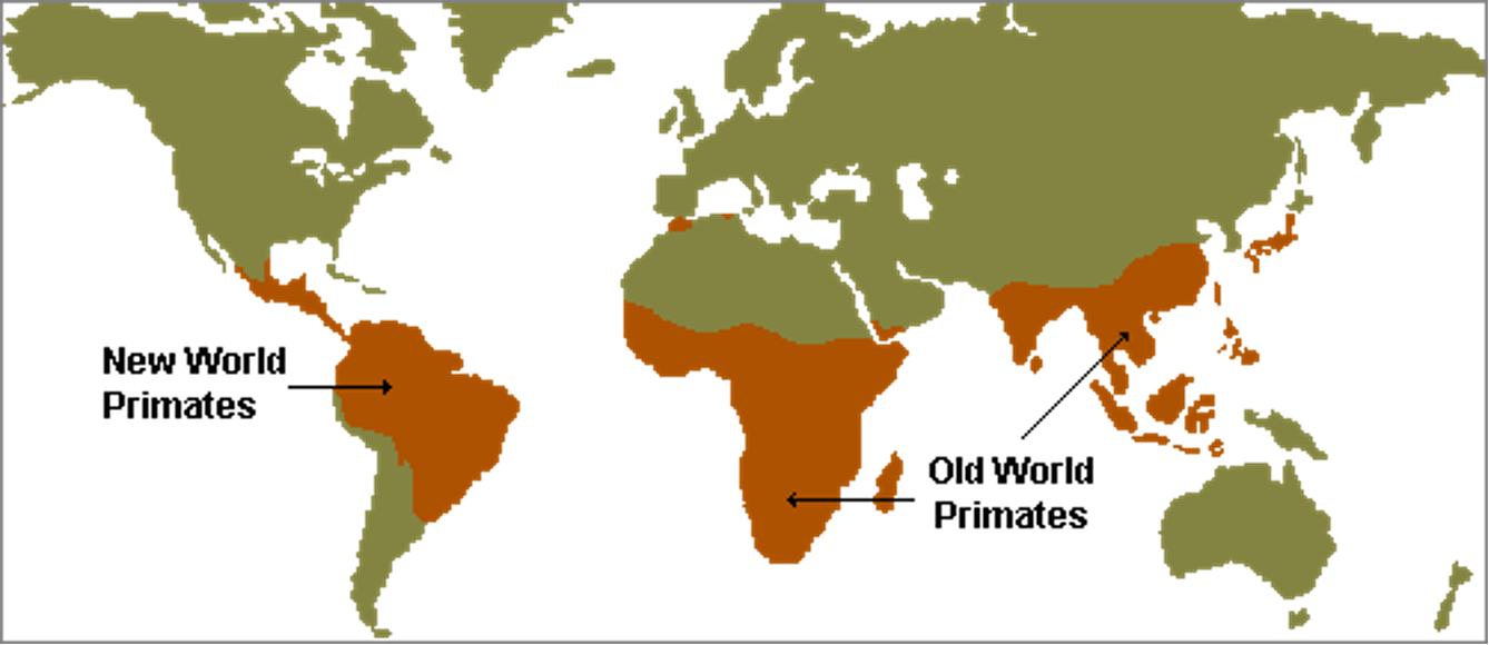 <p>The ‘true’ primates (simians); includes lesser apes, great apes, humans, New World primates, and Old World primates.</p>