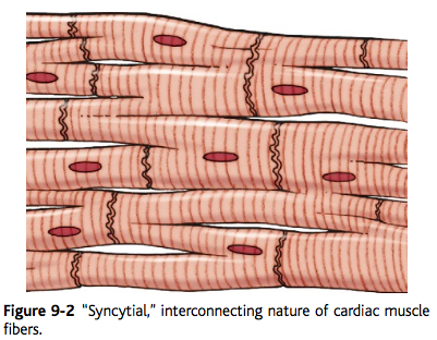 functional syncytium