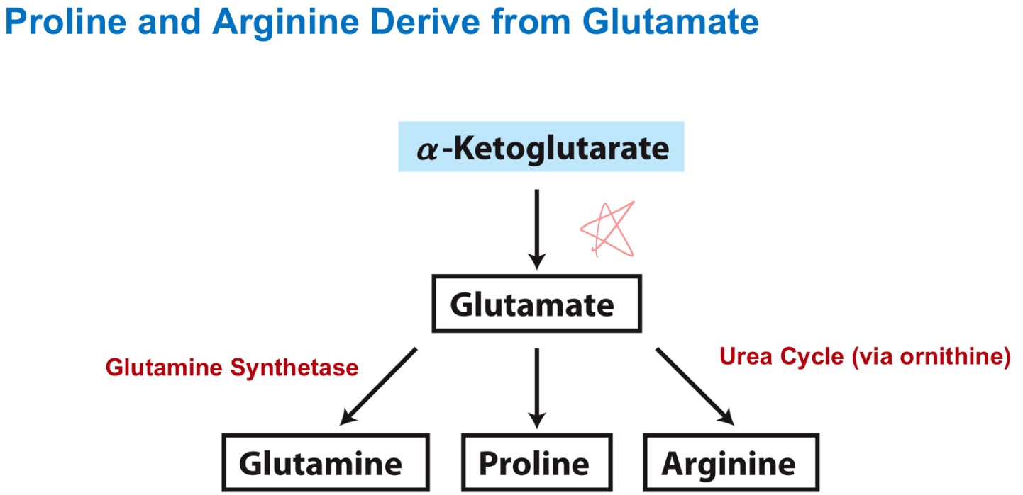 <p>How are Pro and Arg derived from Glutamate?</p>