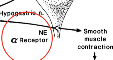 <p>acts on smooth muscle of the bladder neck/urethra to decrease tone to help with urine voiding</p>