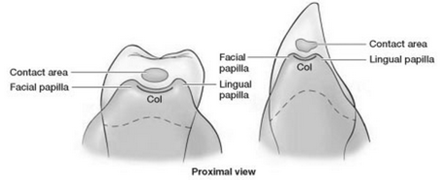 <p>1. facial papilla</p><p>2. lingual papilla</p><p>3. interdental col</p>