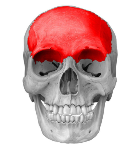 <p>Which cranial bone is this? (1)</p>