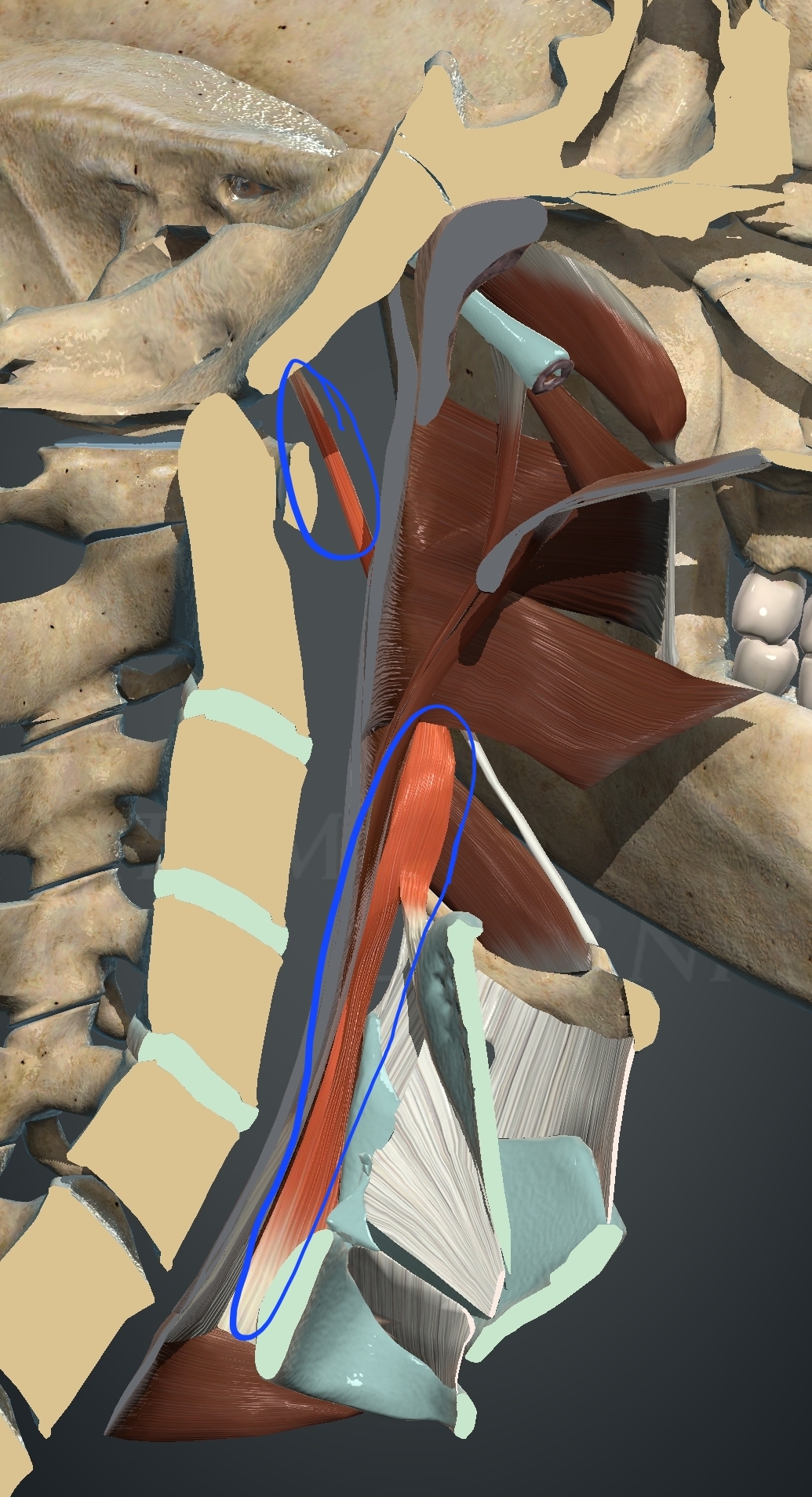 <p>What muscle is this?</p>