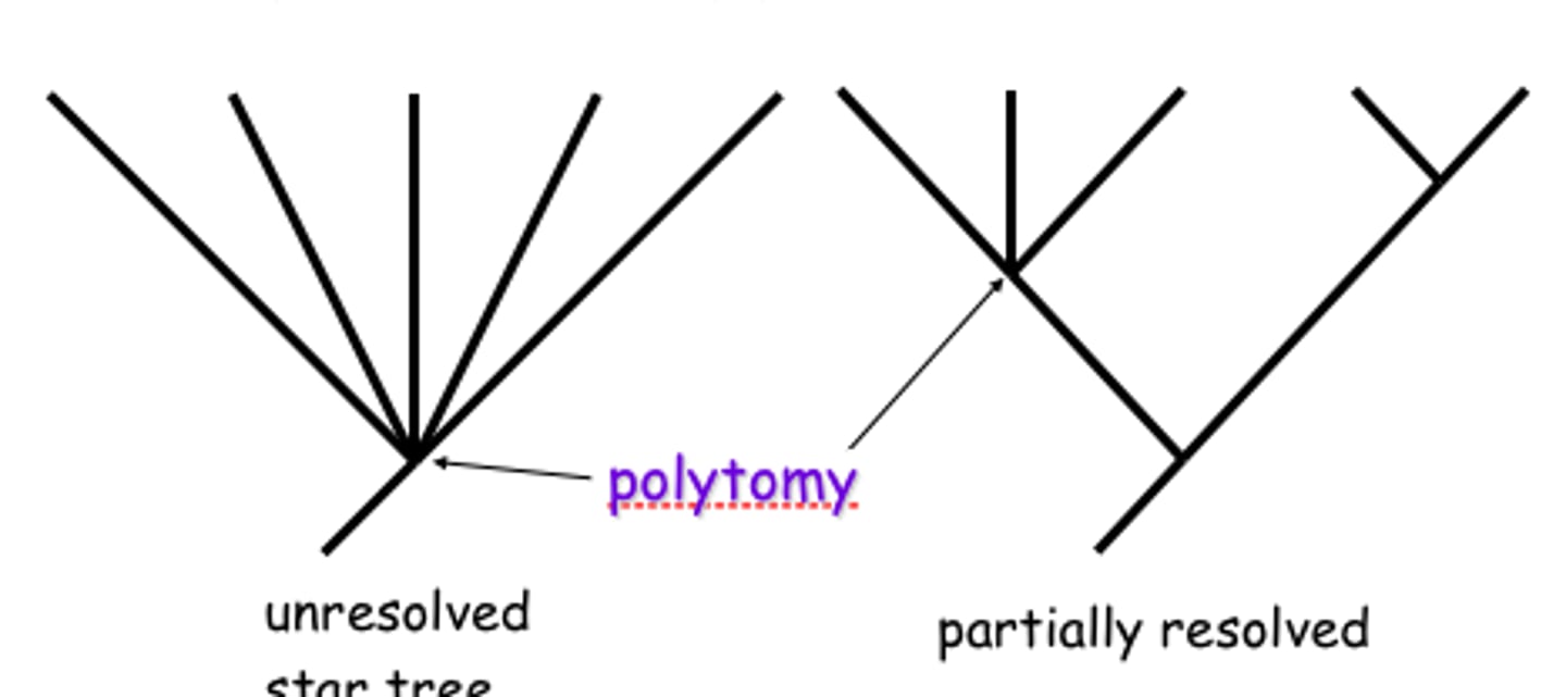 <p>a branch from which more than two groups emerge</p>