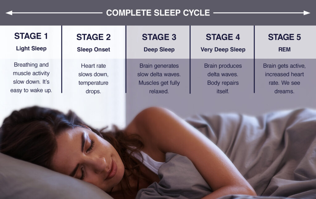 <p>Five stages</p><ul><li><p></p><ol><li><p>From awake to asleep</p></li></ol></li><li><p></p><ol start="2"><li><p>Memory consolidation</p></li></ol></li><li><p></p><ol start="3"><li><p>Deep Sleep</p></li></ol></li><li><p>4.Deep Sleep</p></li><li><p></p><ol start="5"><li><p>Rapid Eye movement (REM)</p></li></ol></li></ul>