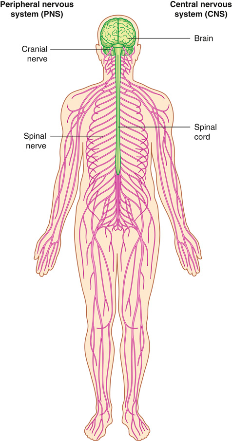 <p>Central nervous system (CNS: brain and spinal cord) and peripheral nervous system (PNS: communication with body/environment).</p>