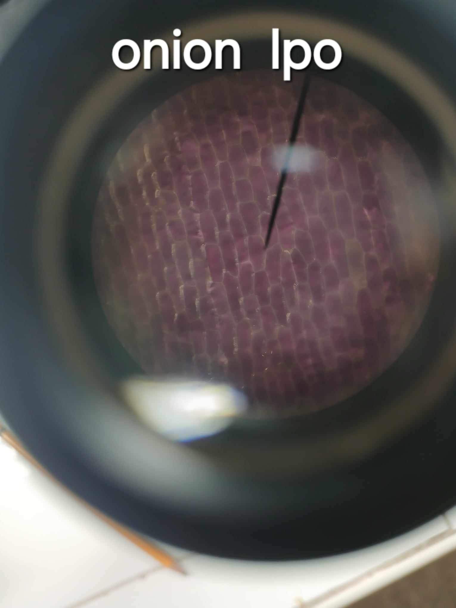 <p>The thinner cell wall found in plant cells.</p>