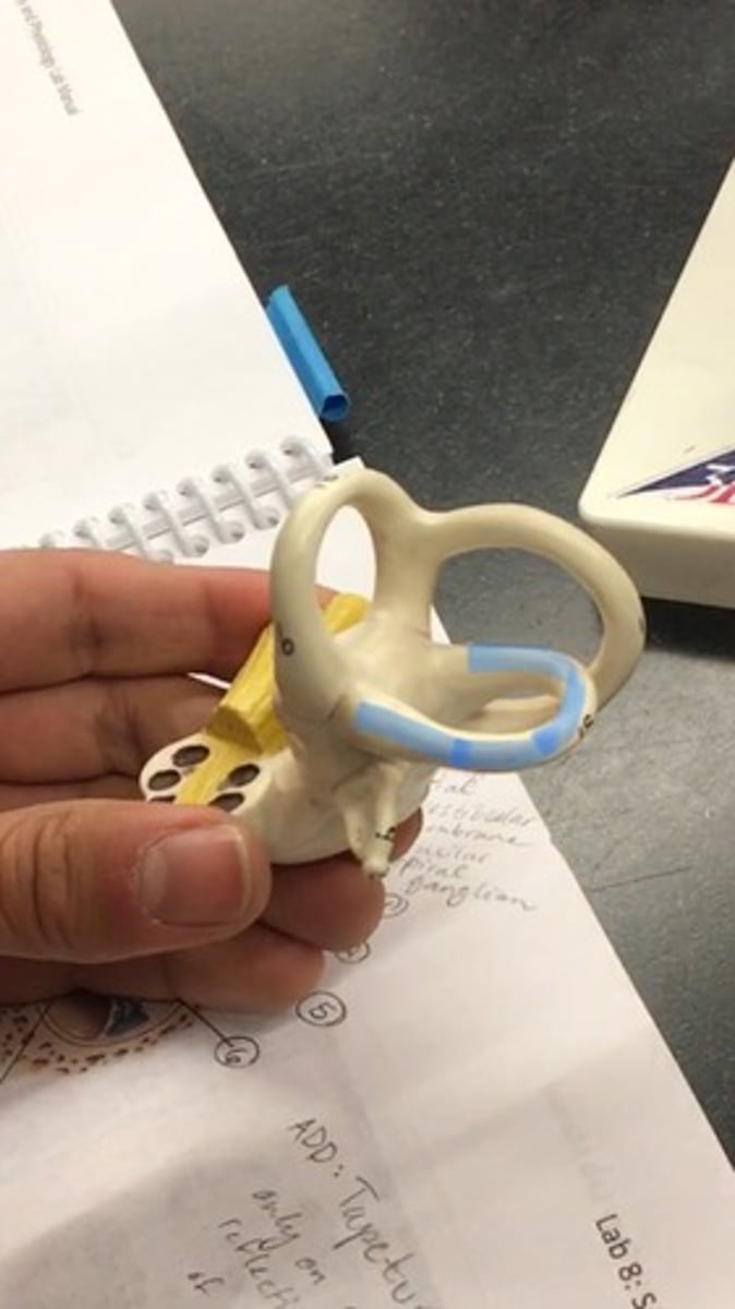 <p>"seat" of the toilet</p>